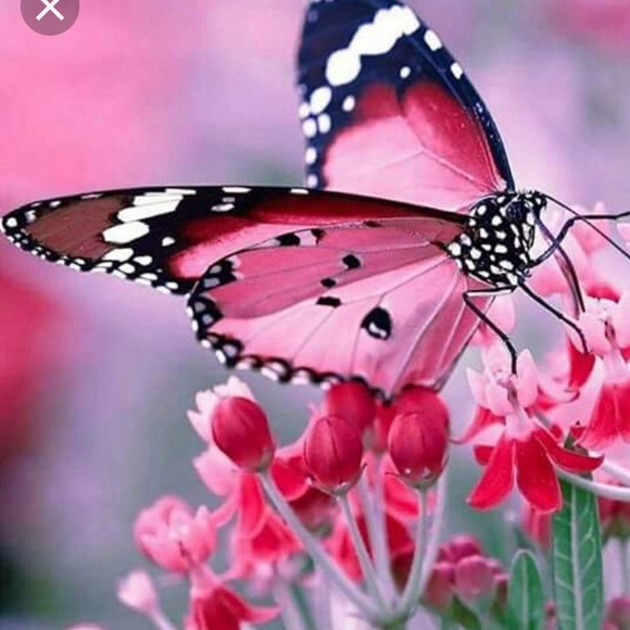 Others Follow Shoes - 🧚🏻‍♂️